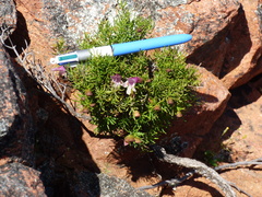Prostanthera florifera