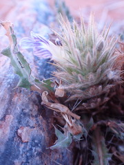 Acanthopsis hoffmannseggiana