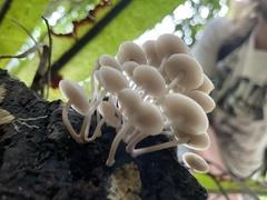 Favolaschia manipularis