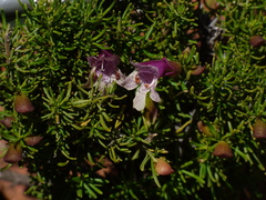 Prostanthera florifera
