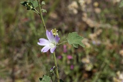 Malva weinmanniana