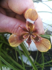 Moraea lurida