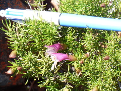 Prostanthera florifera