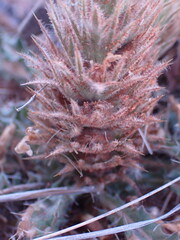 Acanthopsis hoffmannseggiana