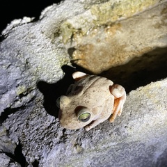 Boana platanera