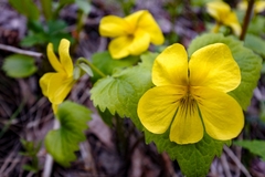 Viola uniflora