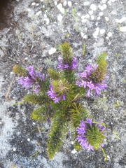Merciera azurea