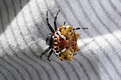 Gasteracanthinae