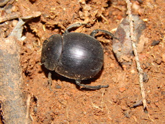 Chalconotus convexus