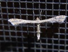 Lantanophaga pusillidactylus