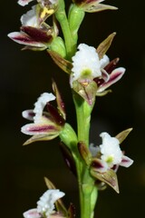 Prasophyllum odoratum