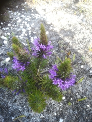 Merciera azurea