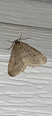 Operophtera bruceata