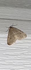 Operophtera bruceata