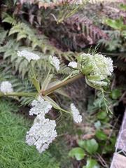 Anisotome cauticola