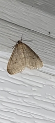 Operophtera bruceata
