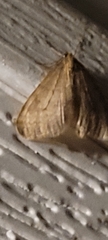 Operophtera bruceata
