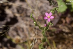 Centaurium tenuiflorum