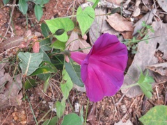Ipomoea orizabensis