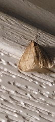 Operophtera bruceata