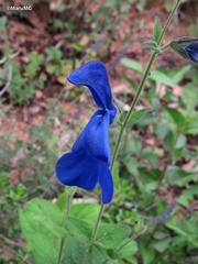 Salvia patens