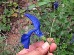 Salvia patens