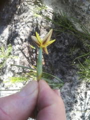 Bobartia filiformis