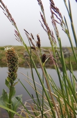 Carex nigra