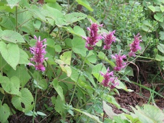 Agastache mexicana
