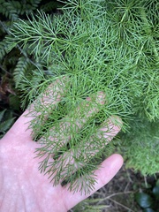 Anisotome cauticola