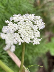 Anisotome cauticola