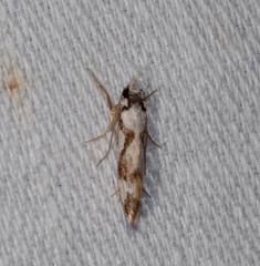 Machetis aphrobola