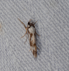 Machetis aphrobola