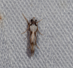 Machetis aphrobola