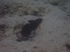 Amblygobius phalaena