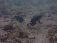 Amblygobius phalaena