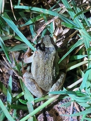 Leptodactylus petersii