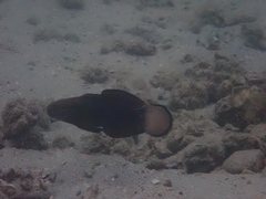 Amblygobius phalaena