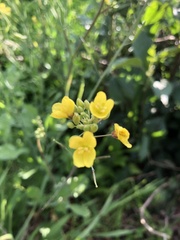 Brassica fruticulosa