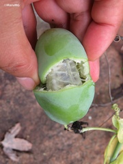 Passiflora subpeltata