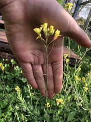 Brassica fruticulosa
