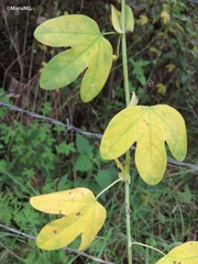 Passiflora subpeltata