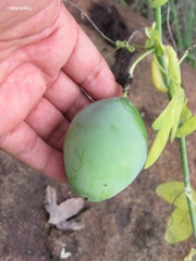 Passiflora subpeltata