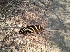 Heliconius charithonia vazquezae