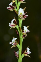 Prasophyllum odoratum