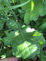 Brassica fruticulosa