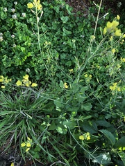 Brassica fruticulosa