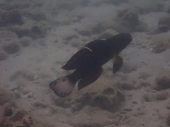 Amblygobius phalaena