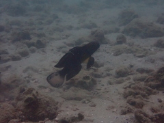 Amblygobius phalaena