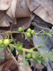 Phyllanthus triandrus